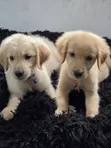 Female Golden Retriever Puppy, 1-3 Months Old - 4