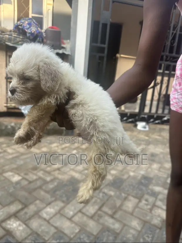Zuri'ar Karengida ta Lhasa Apso - Wata 1-3 - 1