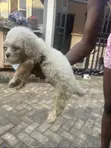 Zuri'ar Karengida ta Lhasa Apso - Wata 1-3 - 1