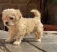 Zuri'ar Karengida ta Lhasa Apso - Wata 1-3 - 2