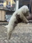 Zuri'ar Karengida ta Lhasa Apso - Wata 1-3 - 3