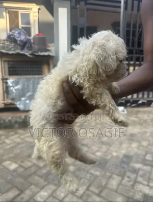 Zuri'ar Karengida ta Lhasa Apso - Wata 1-3