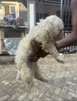 Zuri'ar Karengida ta Lhasa Apso - Wata 1-3 - 4