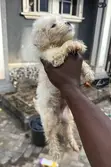 Zuri'ar Karengida ta Lhasa Apso - Wata 1-3 - 5