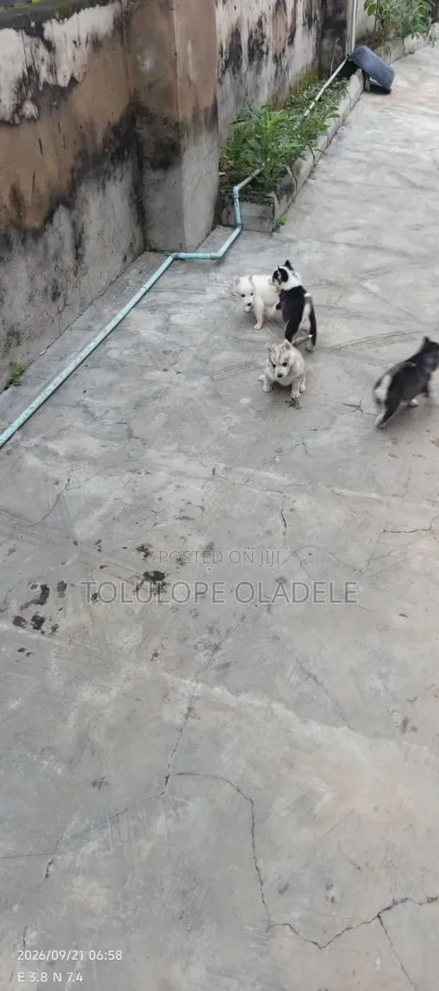 Purebred Siberian Husky Puppies - Females - 1