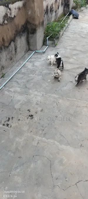 Purebred Siberian Husky Puppies - Females