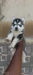Purebred Siberian Husky Puppies - Females - 2