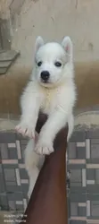Purebred Siberian Husky Puppies - Females - 3