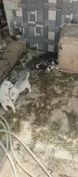 Purebred Siberian Husky Puppies - Females - 4