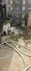 Purebred Siberian Husky Puppies - Females - 5