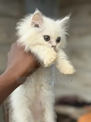 Purebred Persian Kitten - 1-3 Months Old