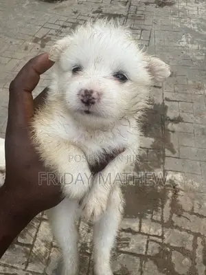 Purebred American Eskimo Puppy - 1-3 Months Old