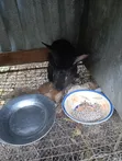 2.4kg Rabbit for Meat or Rearing - 2