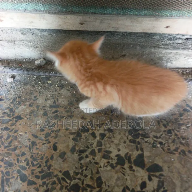 Male Mixed Breed Tabby Kitten (0-1 Month) - 1