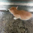 Male Mixed Breed Tabby Kitten (0-1 Month) - 1