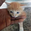 Male Mixed Breed Tabby Kitten (0-1 Month) - 2