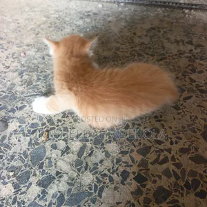 Male Mixed Breed Tabby Kitten (0-1 Month)