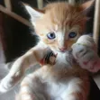 Male Mixed Breed Tabby Kitten (0-1 Month) - 4