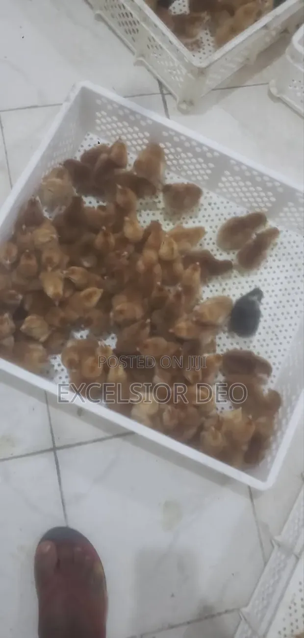 Chickens and Other Birds - 1