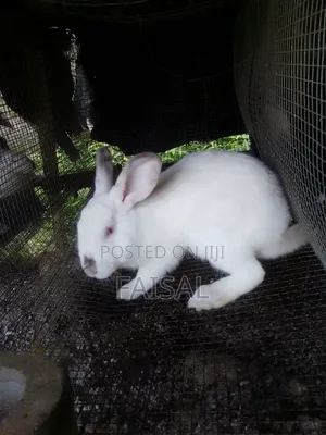 Breeding Rabbits for Sale