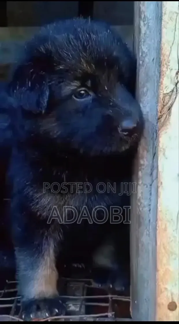 Female Purebred German Shepherd Puppy (0-1 Month) - 1