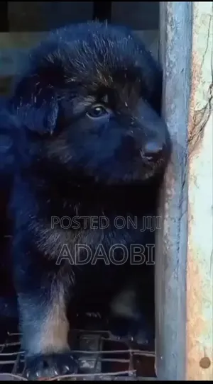 Female Purebred German Shepherd Puppy (0-1 Month)