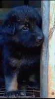 Female Purebred German Shepherd Puppy (0-1 Month) - 1