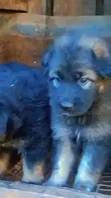Female Purebred German Shepherd Puppy (0-1 Month) - 2