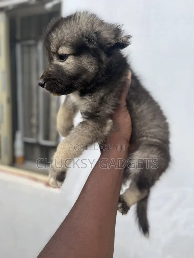 Purebred Caucasian Shepherd Puppy - 1-3 Months Old - 1
