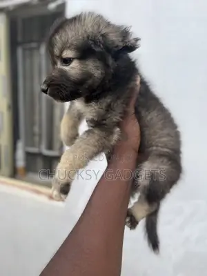 Purebred Caucasian Shepherd Puppy - 1-3 Months Old