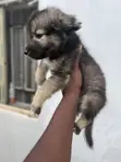 Purebred Caucasian Shepherd Puppy - 1-3 Months Old - 1
