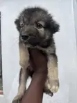 Purebred Caucasian Shepherd Puppy - 1-3 Months Old - 2