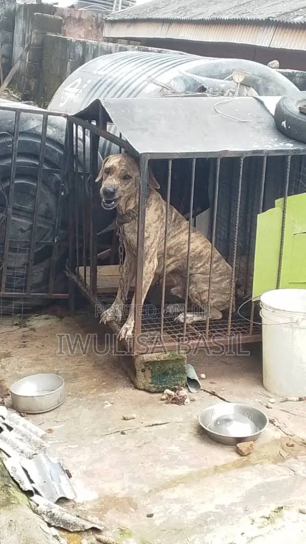 Male Boerboel Mix, 1+ Year Old - 1