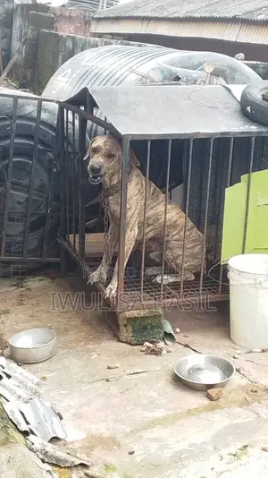 Male Boerboel Mix, 1+ Year Old