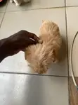 1-3 Month Female Purebred Lhasa Apso Puppy - 1