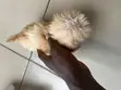 1-3 Month Female Purebred Lhasa Apso Puppy - 2