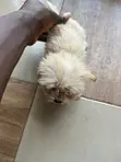 1-3 Month Female Purebred Lhasa Apso Puppy - 3