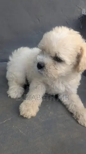 Zuri'ar Karengida ta Lhasa Apso - Watanni 1-3