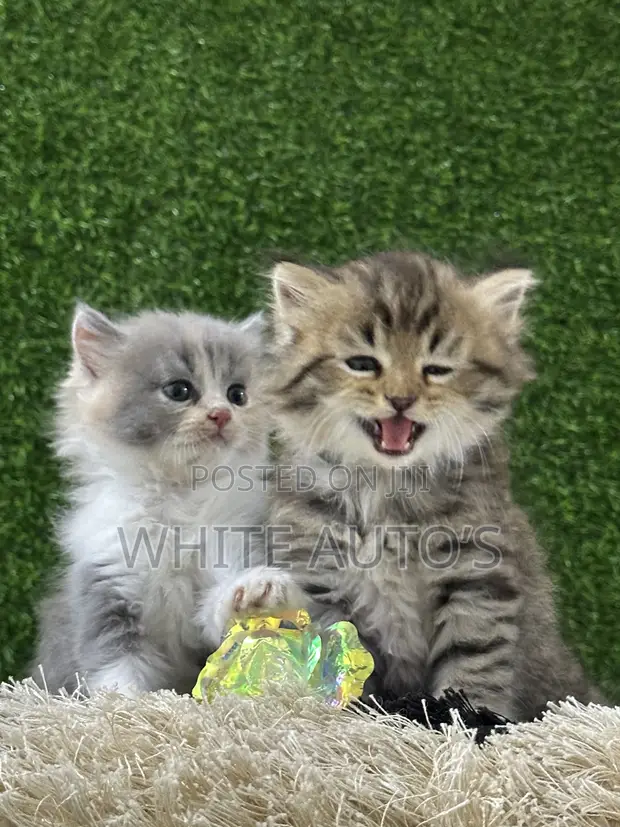 Kare-karen Persian Na Gaskiya - Watan 1-3 - 1