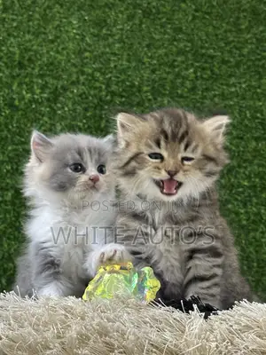 Kare-karen Persian Na Gaskiya - Watan 1-3
