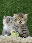 Kare-karen Persian Na Gaskiya - Watan 1-3 - 1