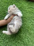 Kare-karen Persian Na Gaskiya - Watan 1-3 - 2