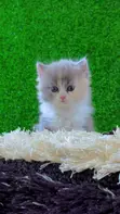 Kare-karen Persian Na Gaskiya - Watan 1-3 - 3