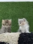 Kare-karen Persian Na Gaskiya - Watan 1-3 - 4