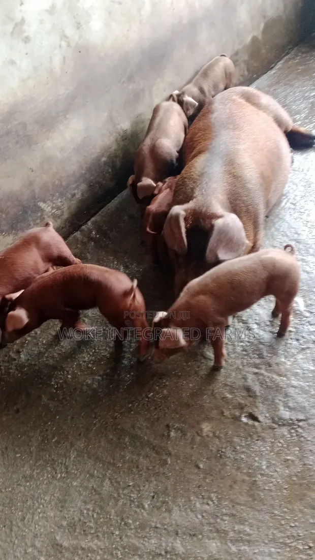 Duroc Weaners and Growers Pigs - 1