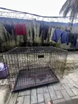 Dog Cage for Sale - 2