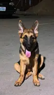 3-6 Month Female Purebred German Shepherd - 1