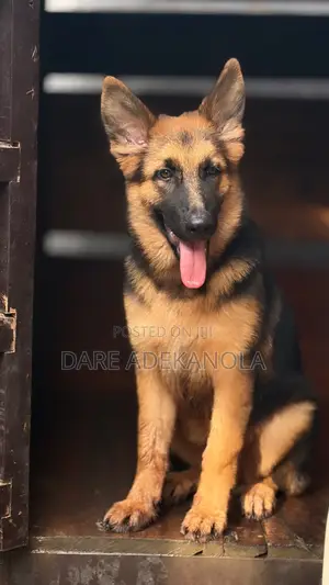 3-6 Month Female Purebred German Shepherd