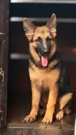 3-6 Month Female Purebred German Shepherd - 2