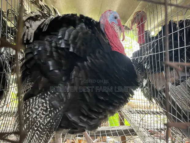 Matured Turkey - 1